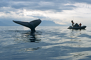 Humpback Whale (Megaptera novaeangliae) sounding and researchers. Alaska