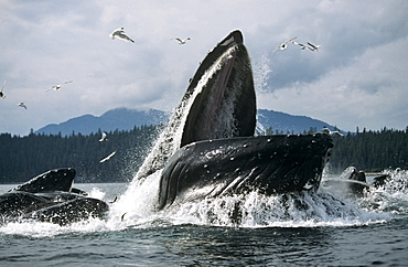 Humpback Whale feeding (Megaptera novaeangliae).