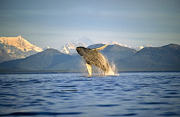 Humpback Whale breaching. Icy Straits, South East Alaska