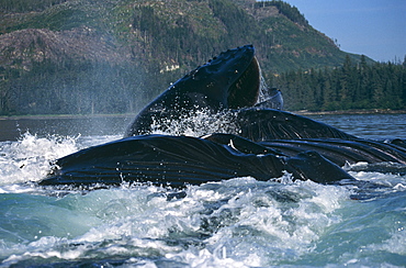 Humpback Whales feeding (Megaptera novaeangliae). Frederick Sd, S. E. Alaska