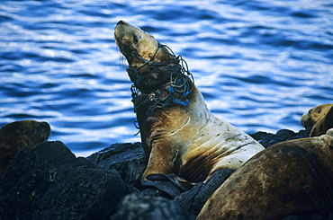 Steller Sea lions (Eumetopias jubatus), entangled. Yasha Island, S. E. Alaska