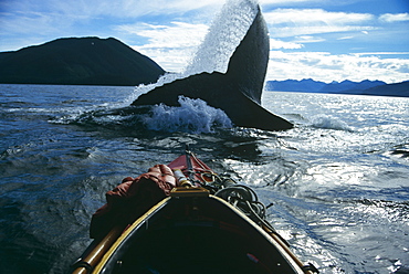 Humpback Whale (Megaptera novaeangliae) flicking flukes. Chatham Straits, S. E. Alaska