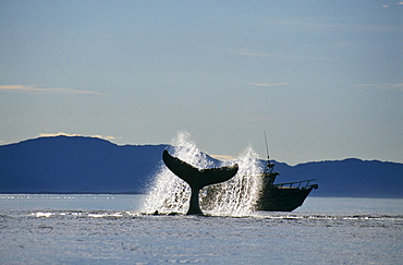 Humpback Whale (Megaptera novaeangliae) lobtailing. Icy Straits, S.E. Alaska