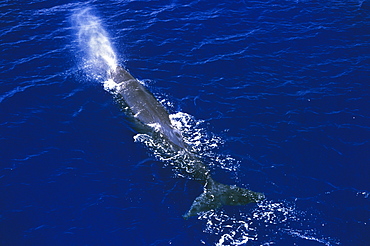 Sperm whale blowing (Physeter macrocephalus). 