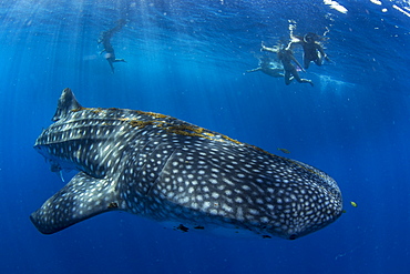 Tourists snorkelling with a whale shark (Rhincodon typus) in Honda Bay, Palawan, The Philippines, Southeast Asia, Asia