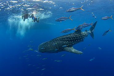 Whale shark (Rhincodon typus) with rainbow runner observed by a tourist and guide in Honda Bay, Palawan, The Philippines, Southeast Asia, Asia