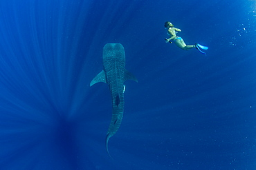 Tourist swimming with a whale shark (Rhincodon typus) in Honda Bay, Palawan, The Philippines, Southeast Asia, Asia