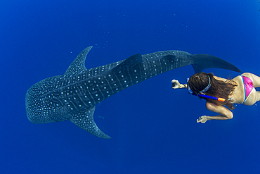 Tourist snorkelling with a whale shark (Rhincodon typus) in Honda Bay, Palawan, The Philippines, Southeast Asia, Asia