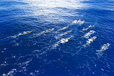 Sperm whales (Physeter macrocephalus).   (rr)