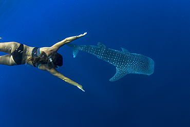 Tourist swimming with a whale shark (Rhincodon typus) in Honda Bay, Palawan, The Philippines, Southeast Asia, Asia