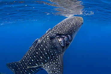 Whale shark (Rhincodon typus) with boat propeller injury, Honda Bay, Palawan, The Philippines, Southeast Asia, Asia