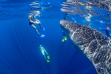 Tourists snorkelling with a whale shark (Rhincodon typu ) in Honda Bay, Puerto Princesa, Palawan, The Philippines, Southeast Asia, Asia