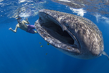 Snorkeller with a juvenile whale shark (Rhincodon typus) feeding on the suface in Honda Bay, Palawan, The Philippines, Southeast Asia, Asia