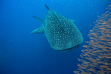 Whale shark (Rhincodon typus) with a shoal of red fish evading predation, Honda Bay, Palawan, The Philippines, Southeast Asia, Asia