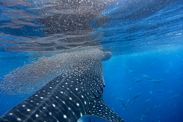 Whale shark (Rhincodon typus) vertical suction feeding on a shoal of red fish, Honda Bay, Palawan, The Philippines, Southeast Asia, Asia