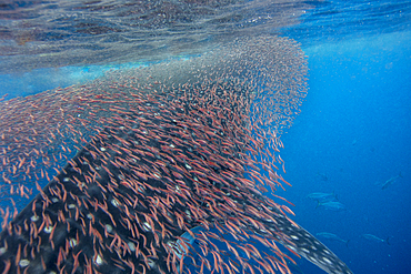 Whale shark (Rhincodon typus) vertical suction feeding on a shoal of red fish, Honda Bay, Palawan, The Philippines, Southeast Asia, Asia