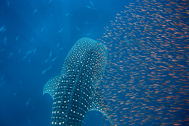 Whale shark (Rhincodon typus) with a shoal of red fish evading predation, Honda Bay, Palawan, The Philippines, Southeast Asia, Asia