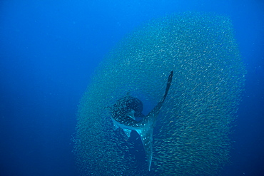 Whale shark (Rhincodon typus) surrounded by a shoal of fish evading predation, Honda Bay, Palawan, The Philippines, Southeast Asia, Asia