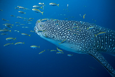 Whale shark (Rhincodon typus) with golden trevally (Gnathanodon speciosus), Honda Bay, Palawan, The Philippines, Southeast Asia, Asia