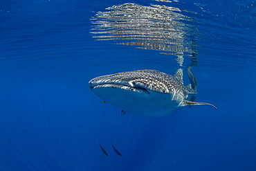 Whale shark (Rhincodon typus) swimming beneath the surface in Honda Bay, Palawan, The Philippines, Southeast Asia, Asia