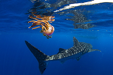 Whale shark (Rhincodon typus) swimming past a jellyfish (Thysanostoma loriferum), Honda Bay, Palawan, The Philippines, Southeast Asia, Asia