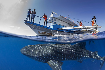 Whale shark (Rhincodon typus) below a banca boat in Honda Bay, Palawan, The Philippines, Southeast Asia, Asia