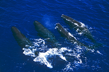 A pod of Sperm whales (Physeter macrocephalus). Sri Lanka