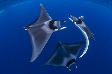 Spinetail devil rays (Mobula mobular) engaged in sexual courtship in Honda Bay, Palawan, The Philippines, Southeast Asia, Asia