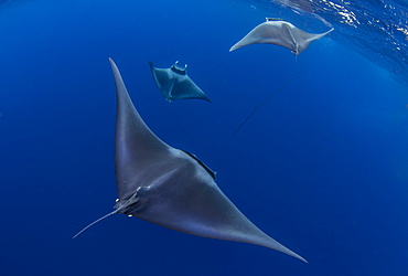 Spinetail devil rays (Mobula mobular) engaged in sexual courtship in Honda Bay, Palawan, The Philippines, Southeast Asia, Asia