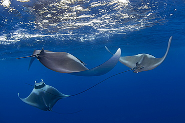 Spinetail devil rays (Mobula mobular) engaged in sexual courtship in Honda Bay, Palawan, The Philippines, Southeast Asia, Asia