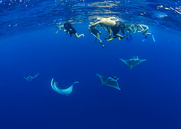 A group of snorkellers observing spinetail devil rays (Mobula mobular) engaged in sexual courtship in Honda Bay, Palawan, The Philippines, Southeast Asia, Asia