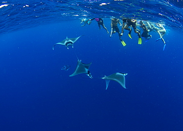 Snorkellers observing spinetail devil rays (Mobula mobular) engaged in sexual courtship in Honda Bay, Palawan, The Philippines, Southeast Asia, Asia