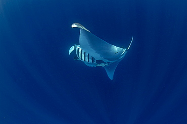 Oceanic manta ray (Manta birostris) feeding near the surface, Honda Bay, Palawan, The Philippines, Southeast Asia, Asia