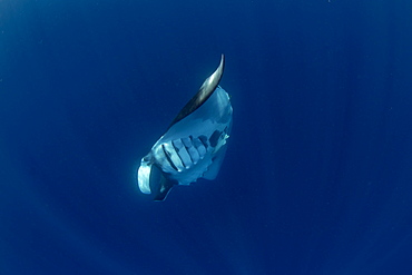 Oceanic manta ray (Manta birostris) feeding near the surface, Honda Bay, Palawan, The Philippines, Southeast Asia, Asia