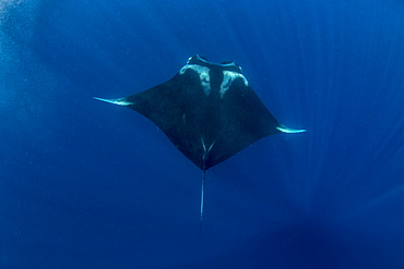 Oceanic manta ray (Manta birostris) feeding near the surface, Honda Bay, Palawan, The Philippines, Southeast Asia, Asia