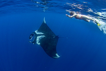 Oceanic manta ray (Manta birostris) feeding near the surface, Honda Bay, Palawan, The Philippines, Southeast Asia, Asia