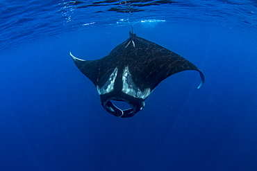 Oceanic manta ray (Manta birostris) feeding near the surface, Honda Bay, Palawan, The Philippines, Southeast Asia, Asia