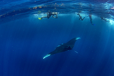 Snorkellers with an oceanic manta ray (Manta birostris) feeding near the surface, Honda Bay, Palawan, The Philippines, Southeast Asia, Asia