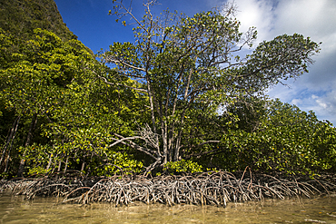 Mangroves in Wayag Island, Raja Ampat, West Papua, Indonesia, Southeast Asia, Asia