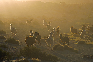 Llamas, Lauca National Park, Atacama, Chile, South America