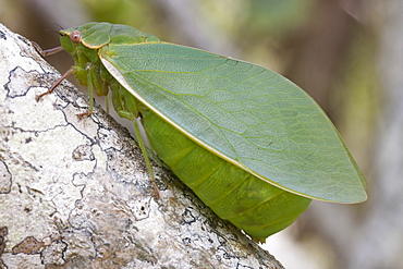 Male bladder cicada (Cystosoma saundersii) on branch, Hopkins Creek, New South Wales, Australia, Pacific