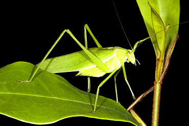 Common garden katydid (Caedicia simplex) on leaf, Hopkins Creek, New South Wales, Australia, Pacific