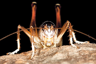 A male raspy cricket (Gryllacrididae sp.) on rock, Hopkins Creek, New South Wales, Australia, Pacific