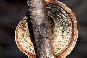 Fungi (fungi sp.) on dead branch, Couchy Creek Nature Reserve, New South Wales, Australia, Pacific