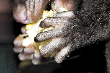 Mountain brushtail possum (Trichosurus caninus) eating sweet corn, Hopkins Creek, New South Wales, Australia, Pacific