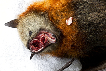 Euthanased female grey headed flying-fox (Pteropus poliocephalus) with self mutilation injuries, Midginbil, New South Wales, Australia, Pacific