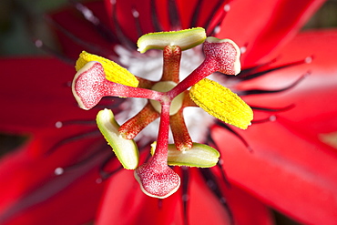 Scarlet Passion Flower (Passiflora miniata), Hopkins Creek, New South Wales, Australia, Pacific