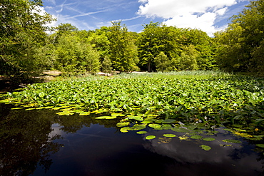 Middle Pond, Burnham Beeches, Buckinghamshire, England, United Kingdom, Europe