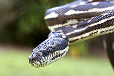 Coastal carpet python (Morelia spilota variegata), Hopkins Creek, New South Wales, Australia, Pacific