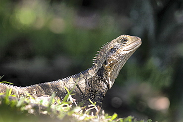 Eastern water dragon (Physignathus lesuerii), Murwillumbah, New South Wales, Australia, Pacific